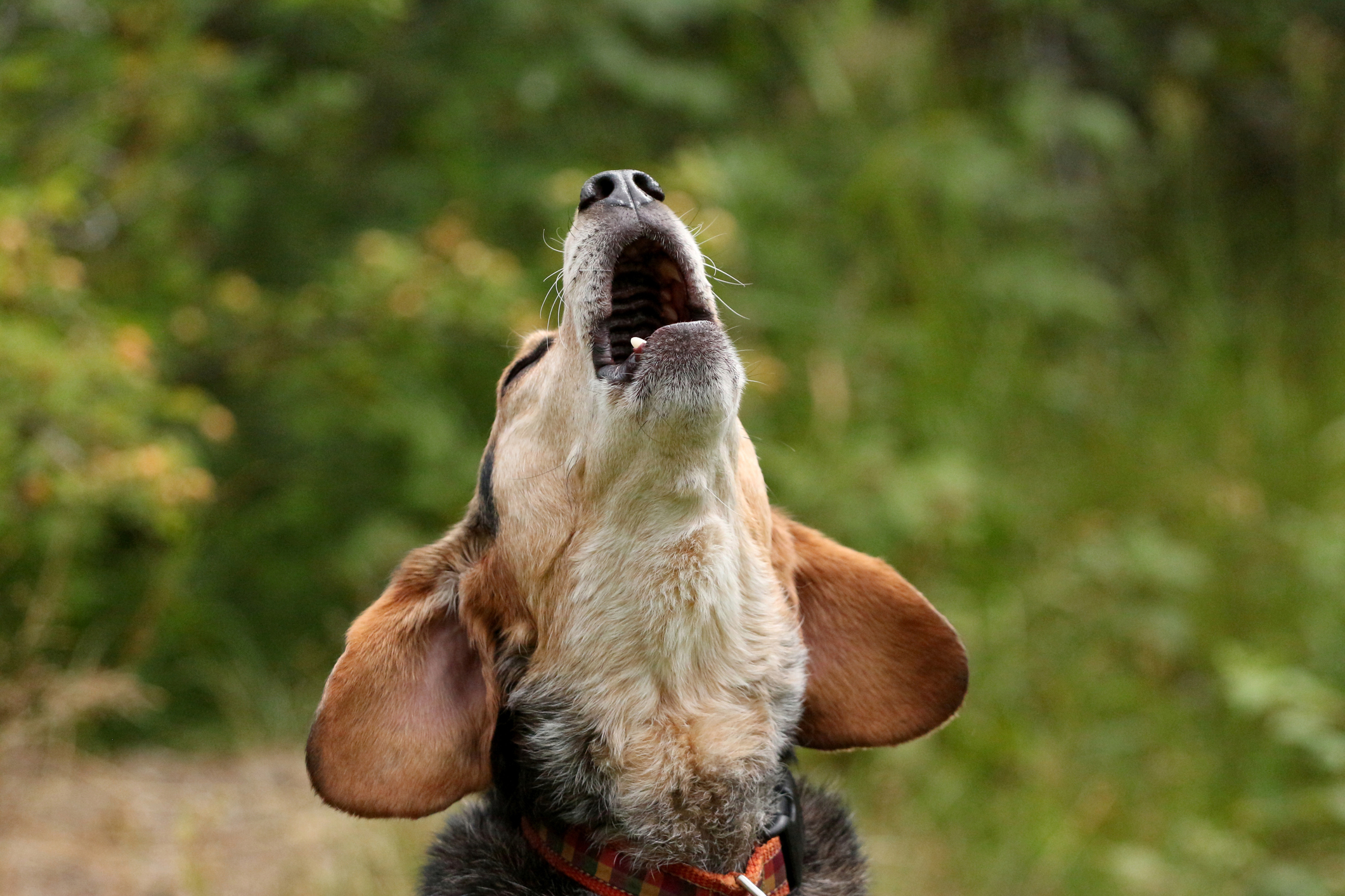 Why Do Dogs Howl Newsweek Why Do Dogs Howl Newsweek