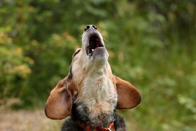 Beagle howling