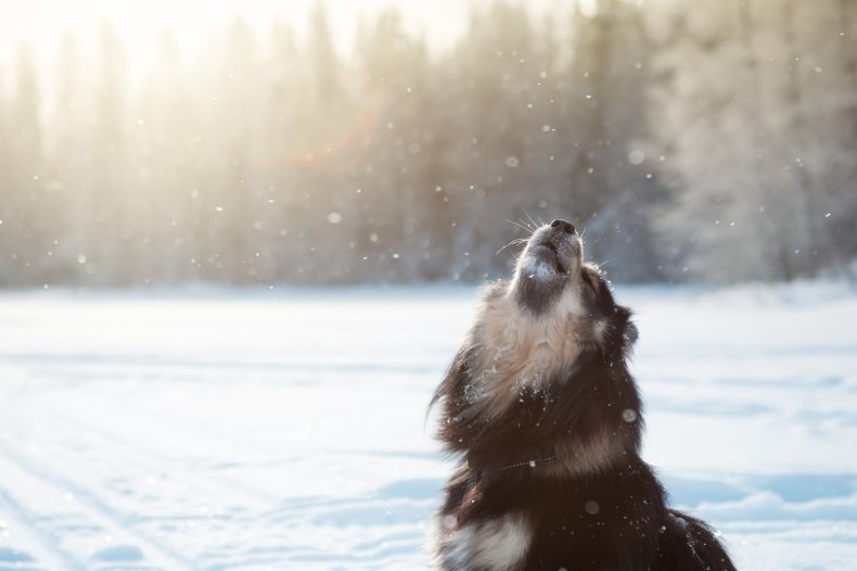 Finnish Lapphund on sitting on a frozen 