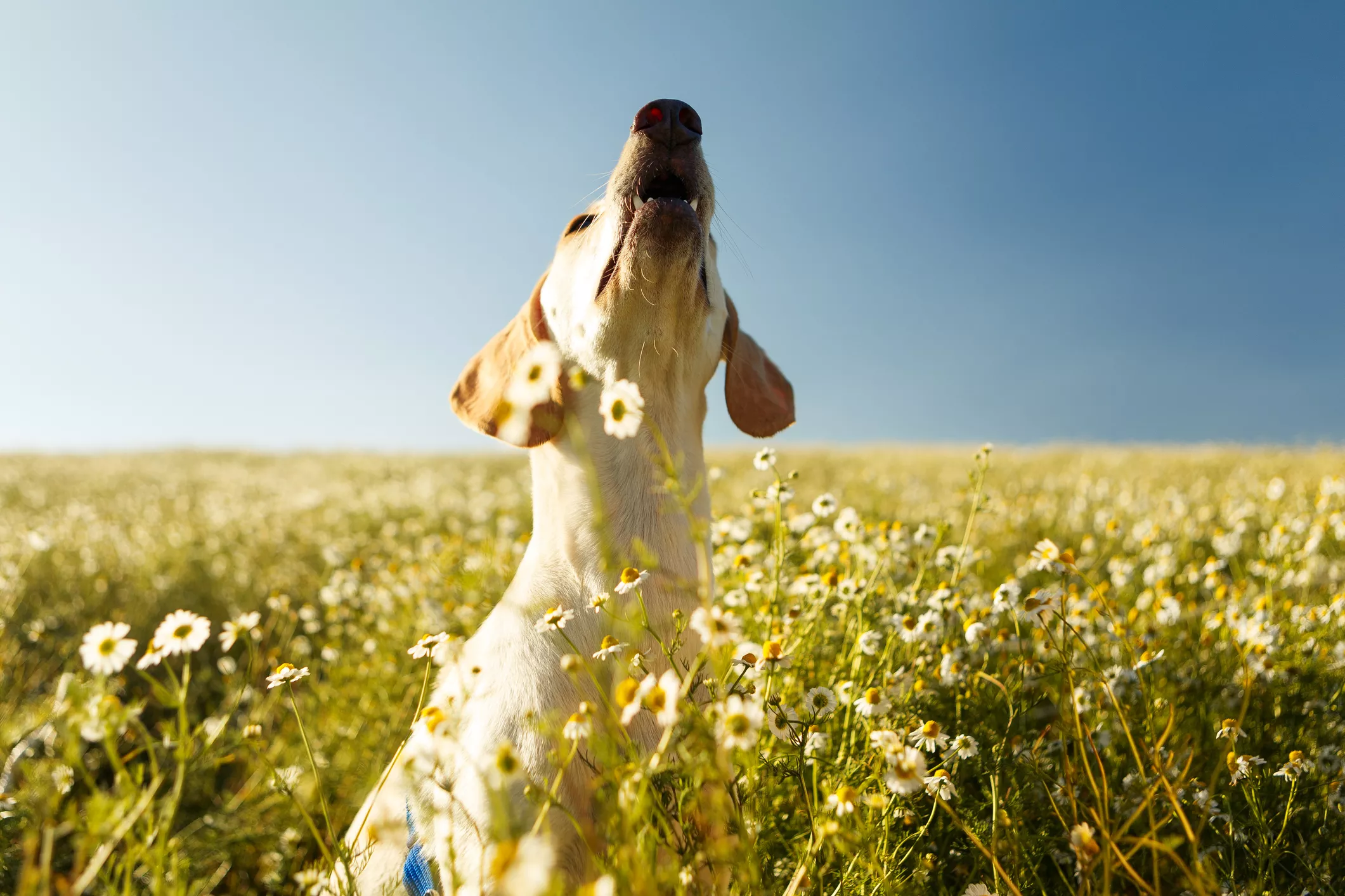 Why Do Dogs Howl? - Vimarsana News