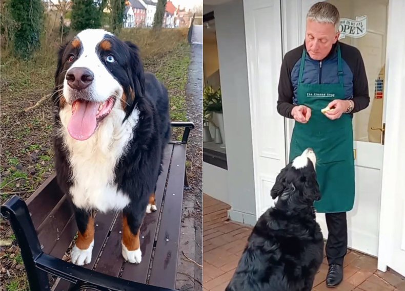 Beans the dog and cheese