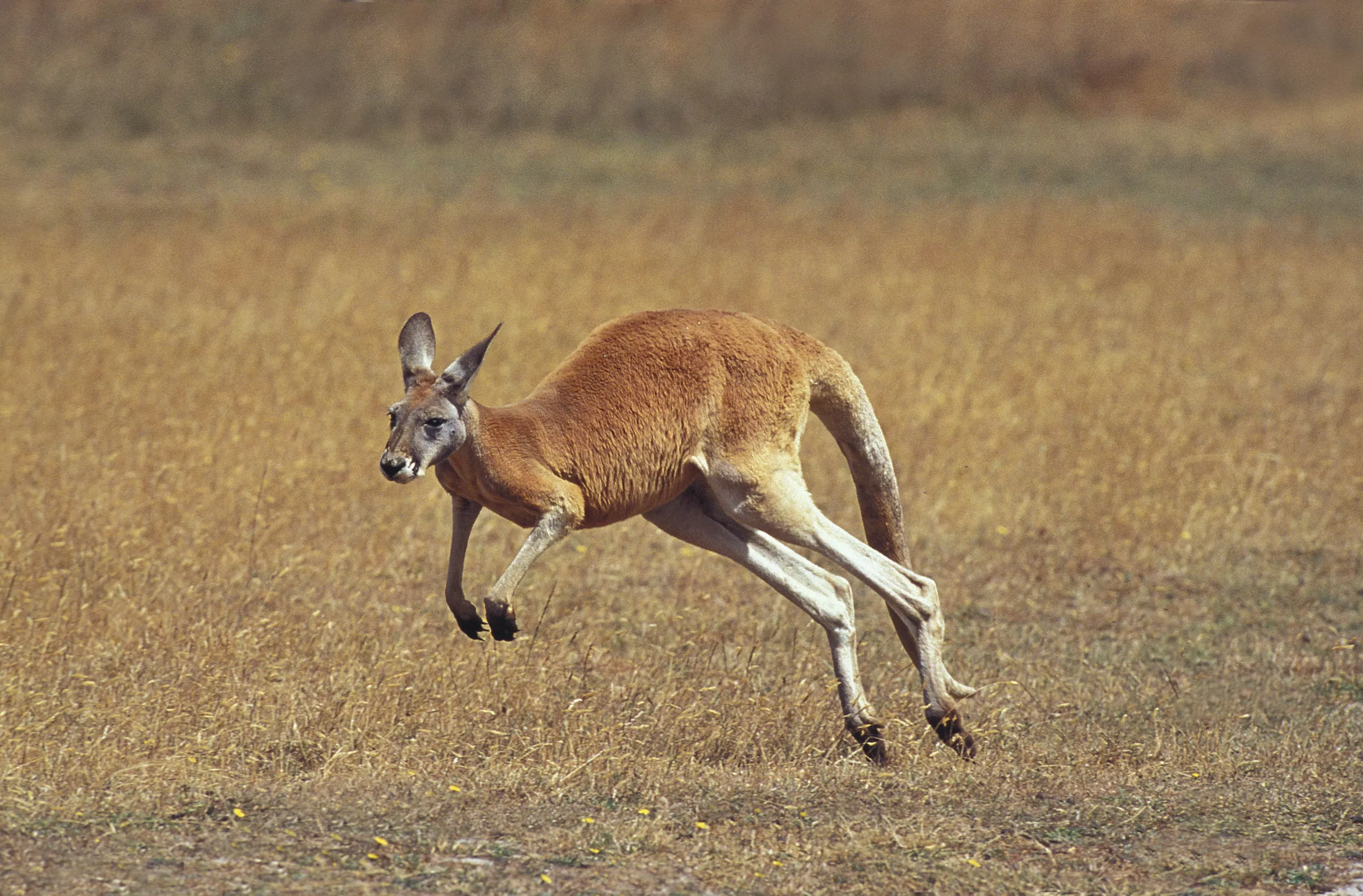 Kangaroo Attacks Toddler on Porch in 'Terrifying' Ordeal - Vimarsana News