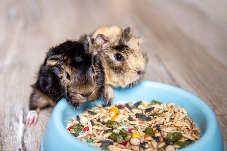 Guinea pigs eating from food bowl