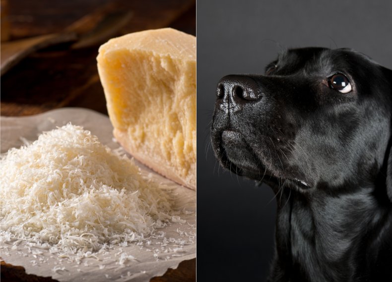 Cheese and dog