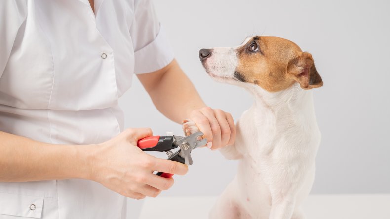 A veterinarian cuts the dog jack russell 
