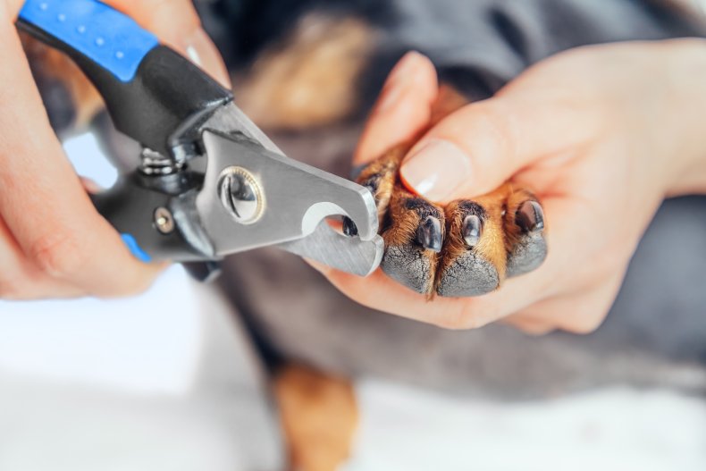 woman is cutting nails of dog dachshund