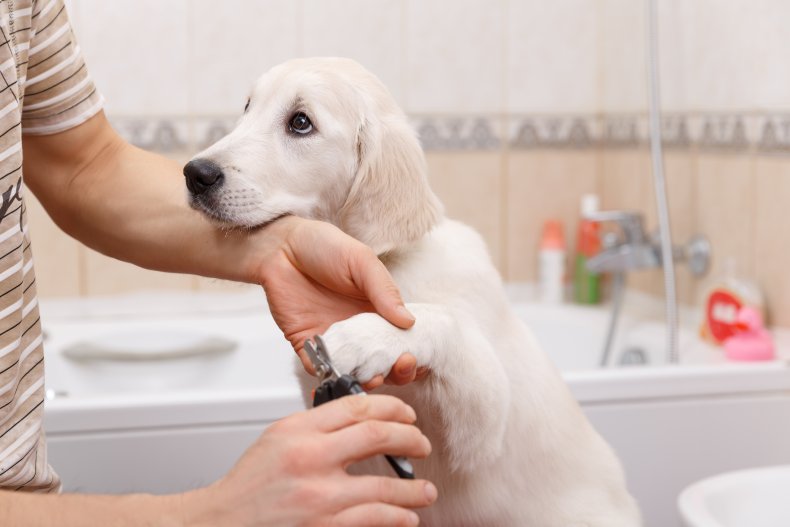 An owner trimming nails of retriever puppy