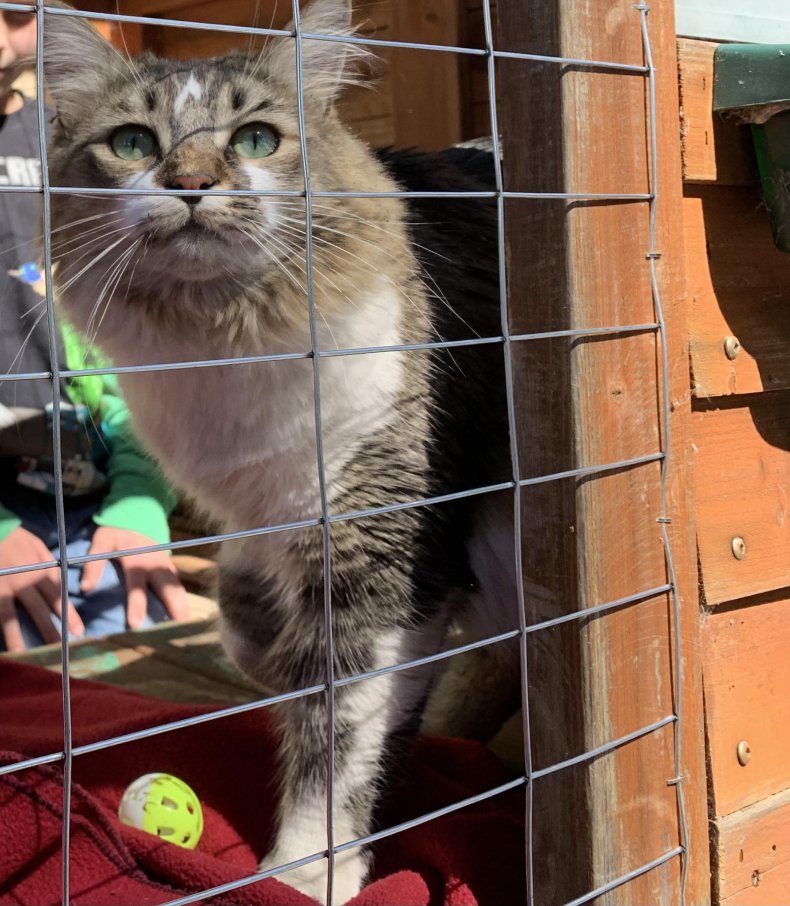 Cat playing in catio