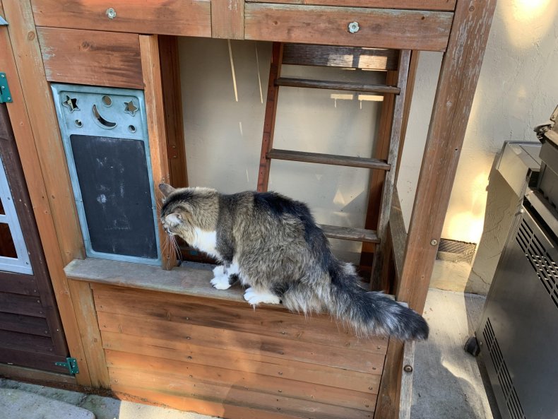 cat enjoying his catio