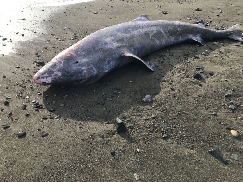 Greenland shark