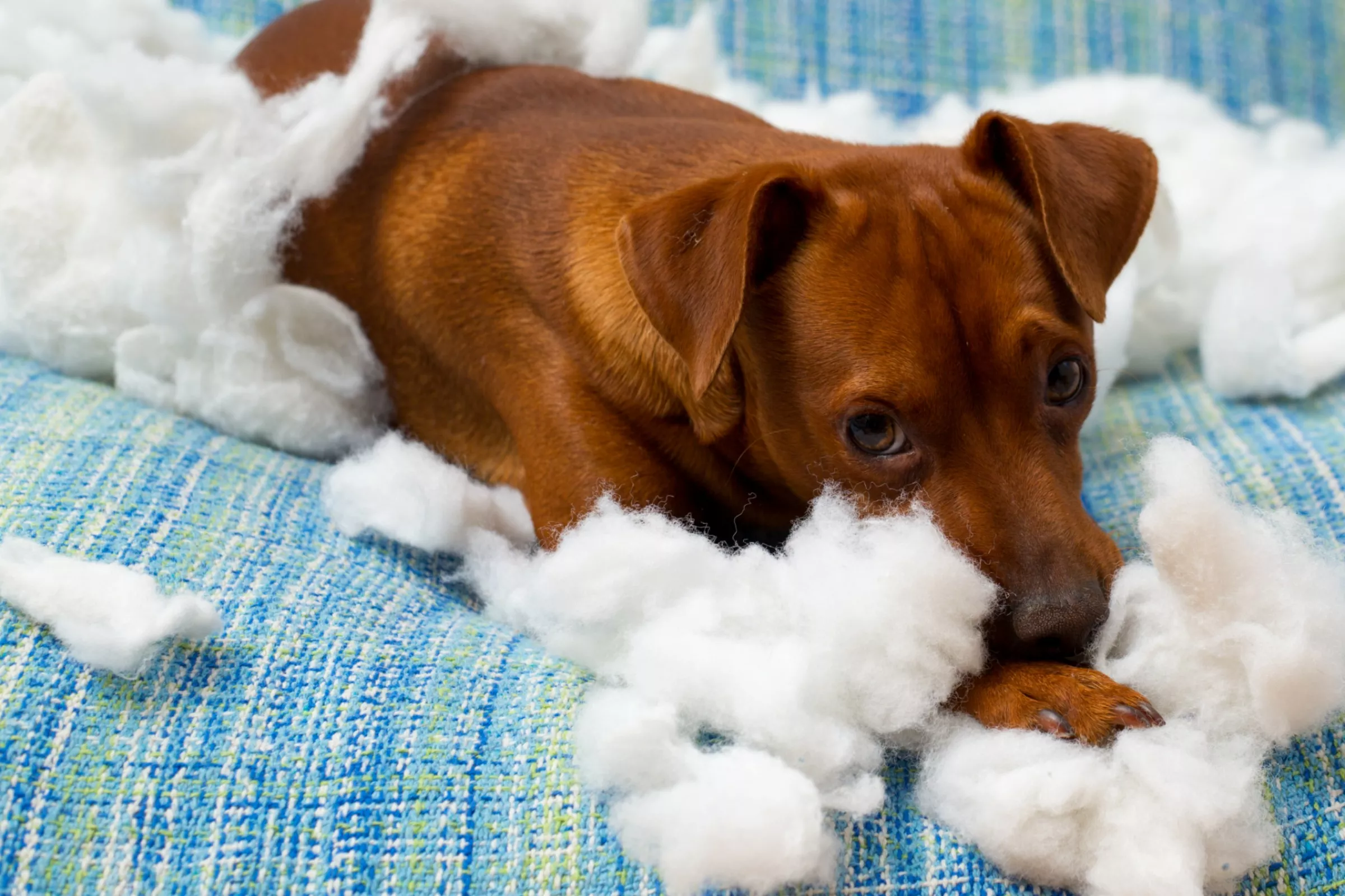 This Is the Aftermath of a Dog Destroying a $600 Sleeping Bag - Vimarsana News