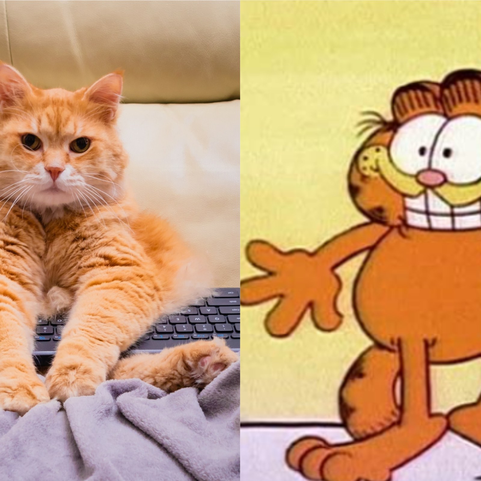 Internet Amazed By Real-Life Ginger 'Garfield' Cat Standing Like A Human