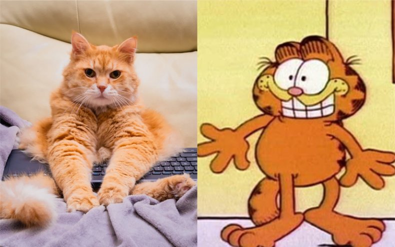 A ginger cat that looks like Garfield.