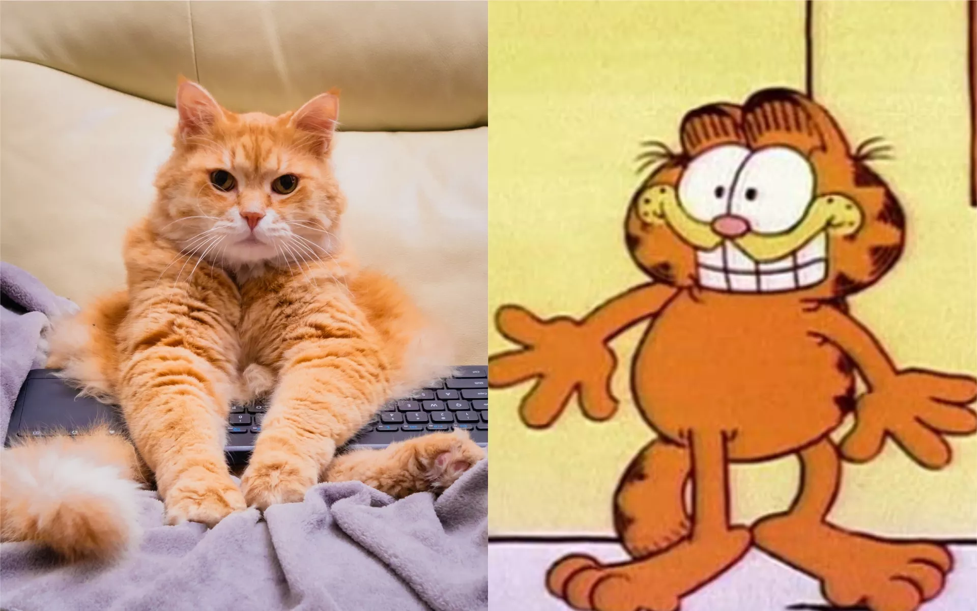 Internet Amazed by Real-life Ginger 'Garfield' Cat Standing Like a Human - Vimarsana News