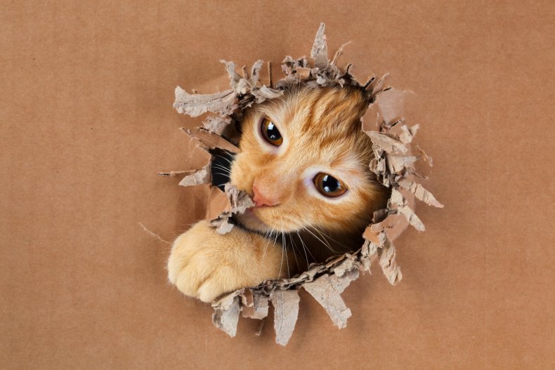 A kitten tearing through a box.