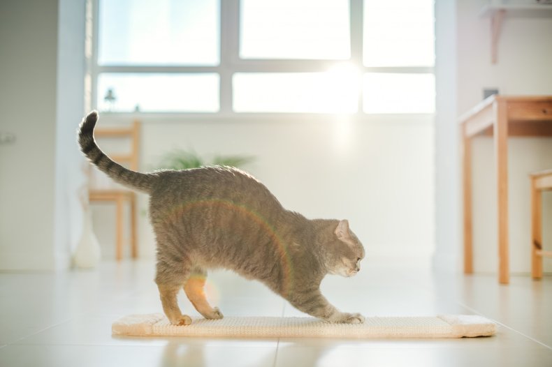 A cat arched over a scratch pad.