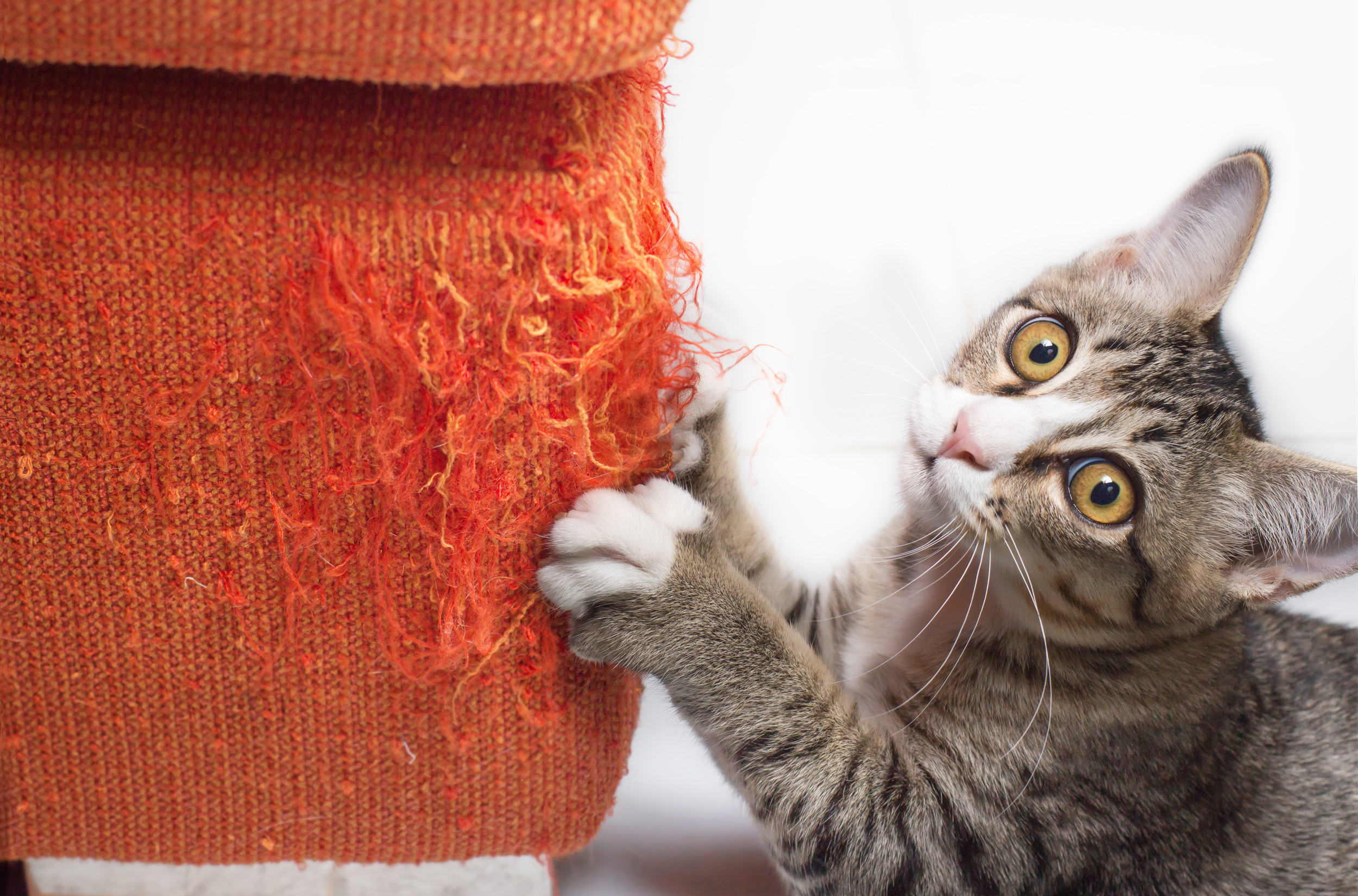 how-to-stop-cats-scratching-furniture-newsweek