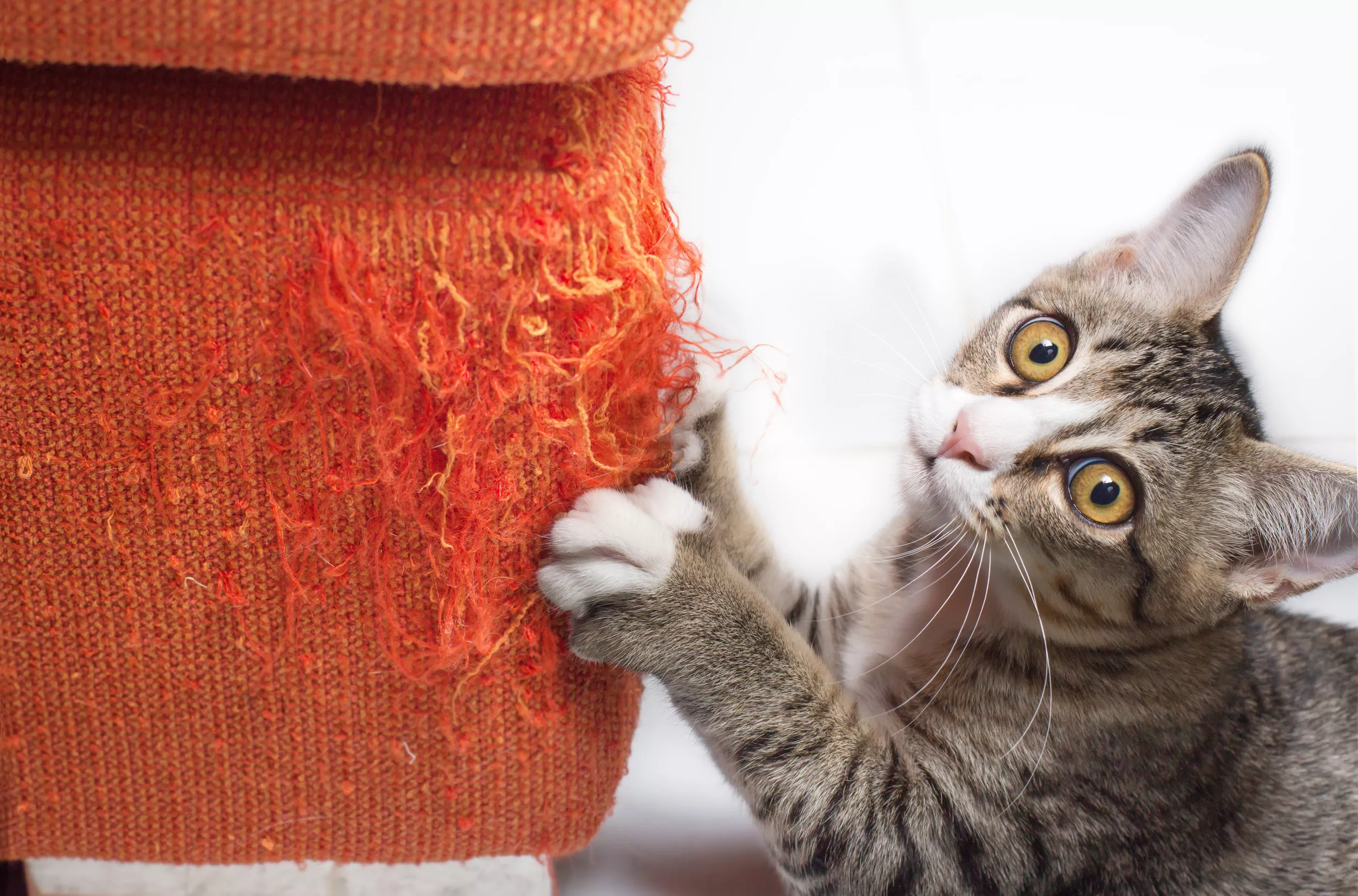 How to Stop Cats Scratching Furniture - Vimarsana News