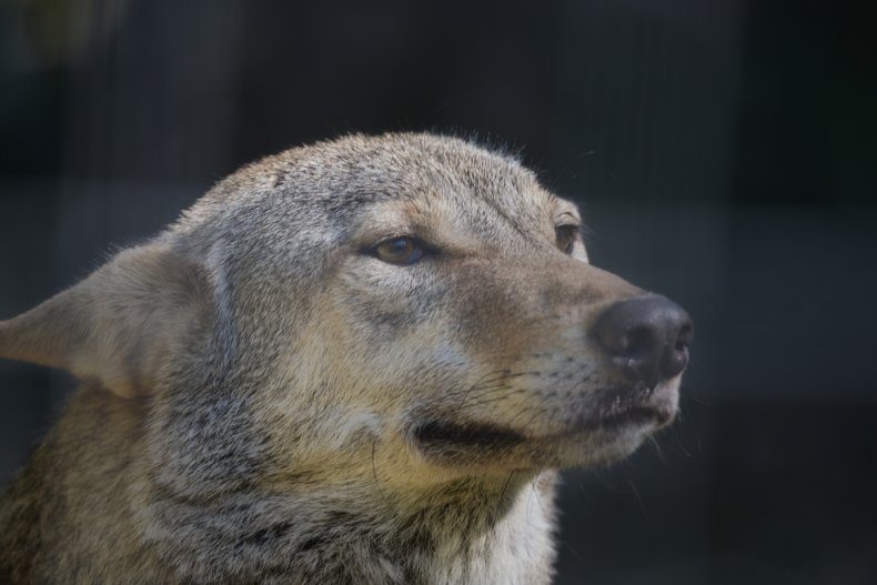 A wolf-dog hybrid