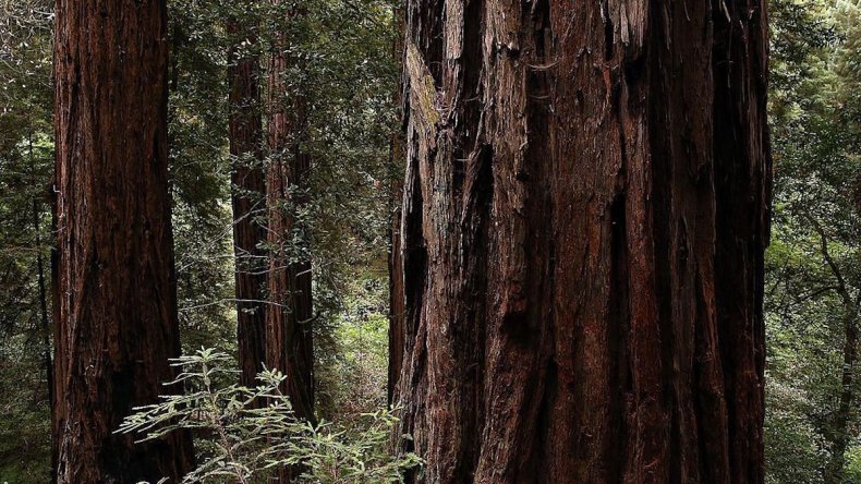 Redwood, forest, endangered