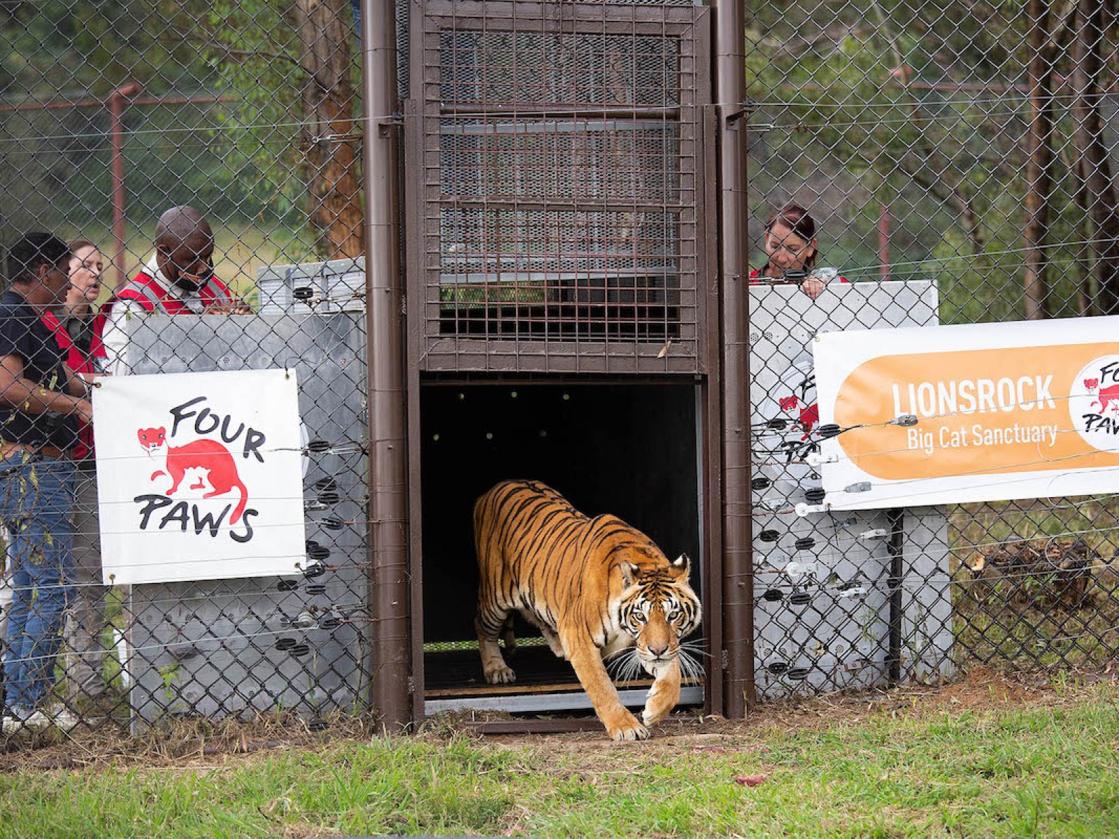 4 Circus Tigers Sent to Animal Sanctuary After Spending 15 Years in a Cage