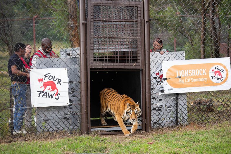 Tigers, Animal Rescue, Circus