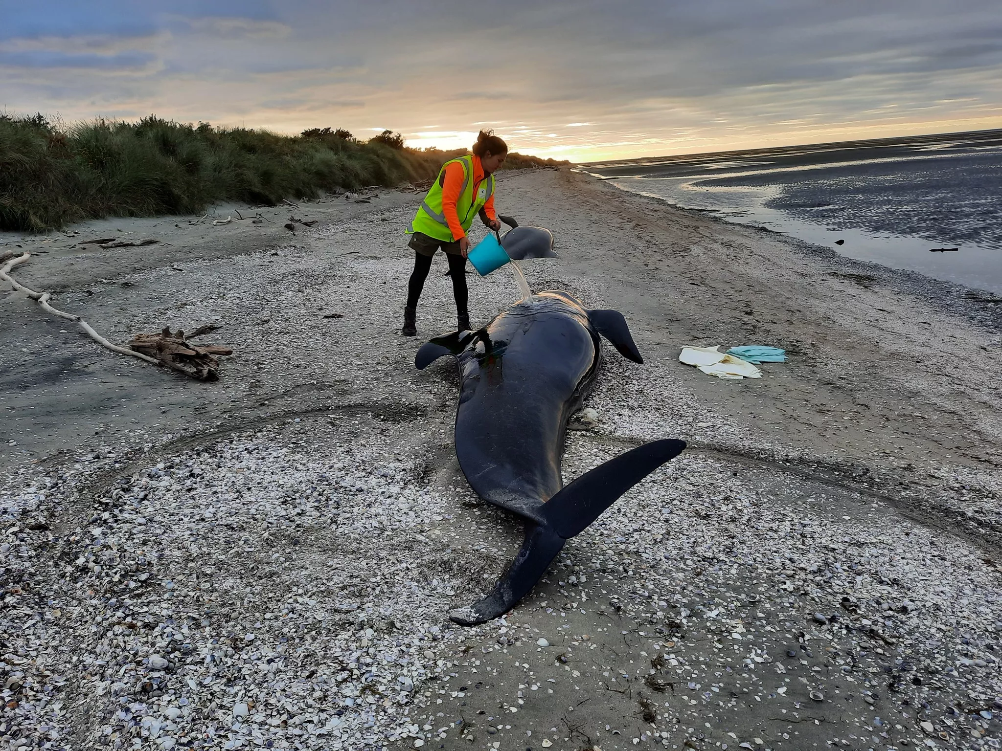 Over 30 Dead Whales Found at Death Trap Beach Blessed and Left to Decompose - Vimarsana News