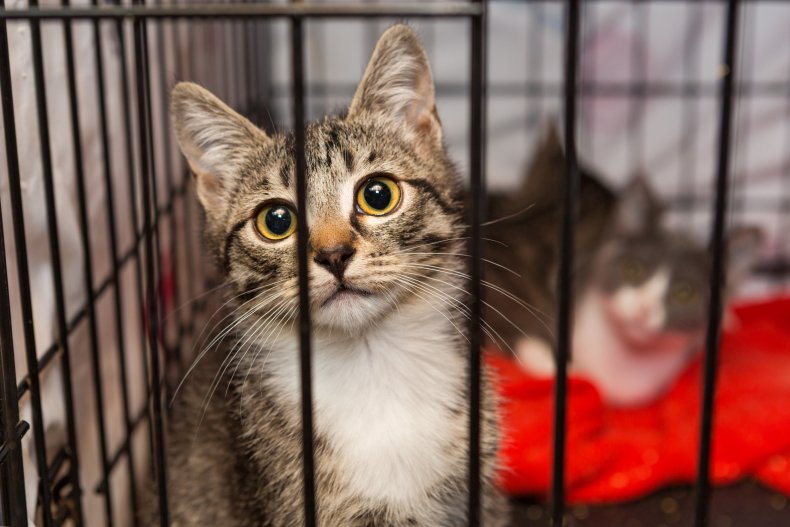 Cat in cage