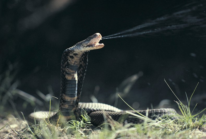 Mozambique spitting cobra 