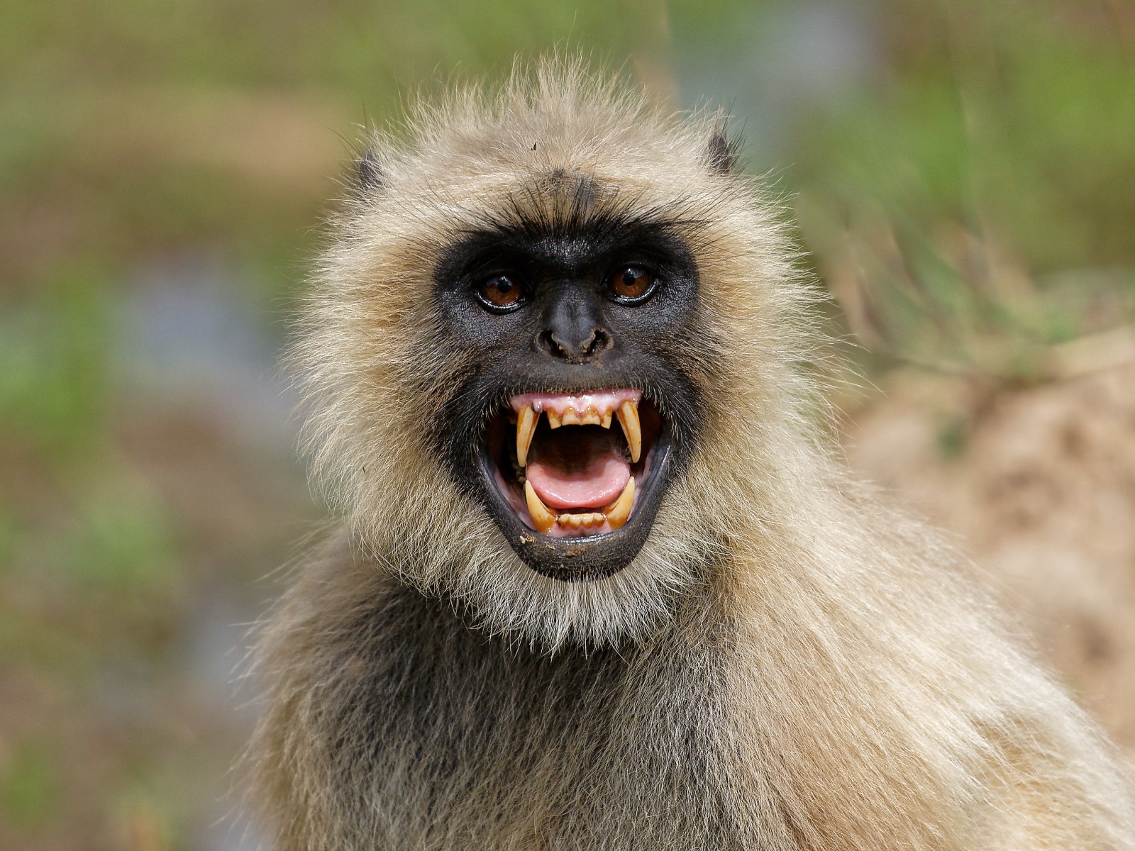 Menacing Monkey Moves into Abandoned House, Attacks Children and Cyclists