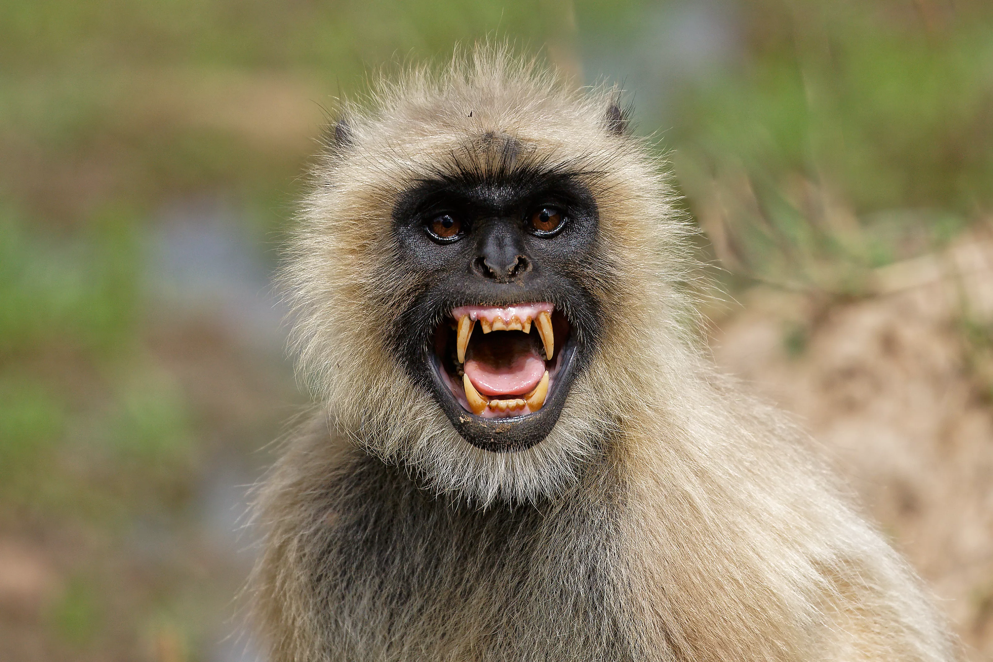Menacing Monkey Moves into Abandoned House, Attacks Children and Cyclists - Vimarsana News