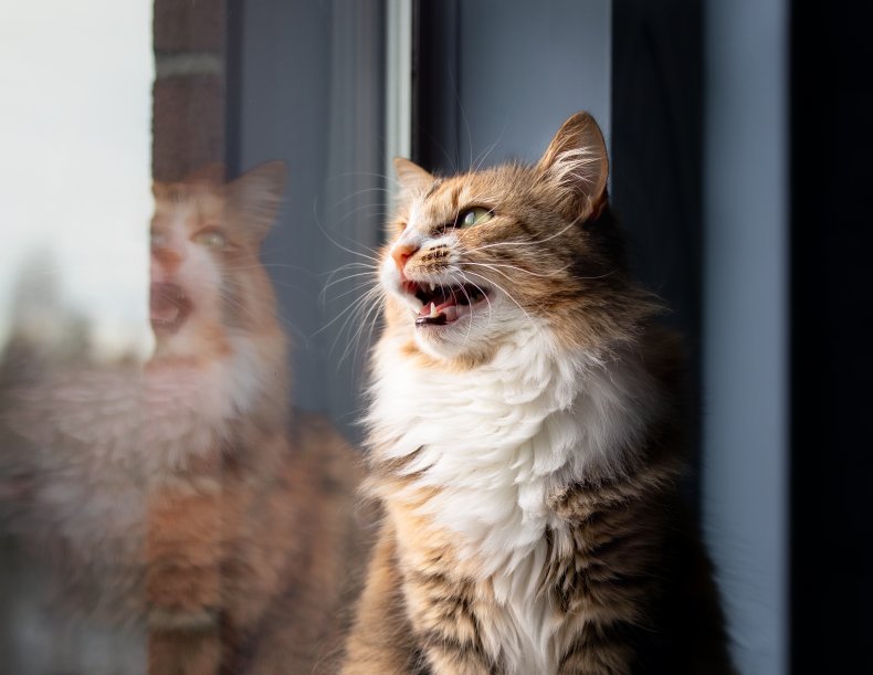 A chatting cat near a window.