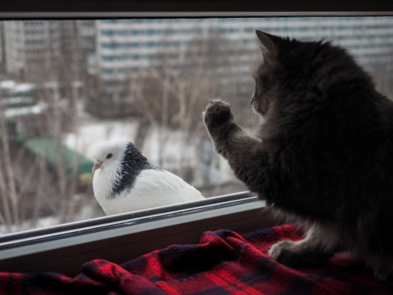A cat staring at pigeon through window.