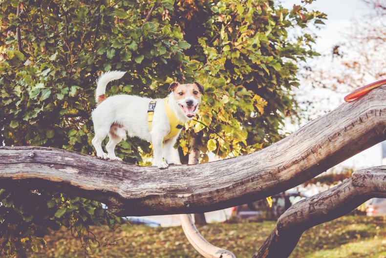 File photo of dog in a tree.