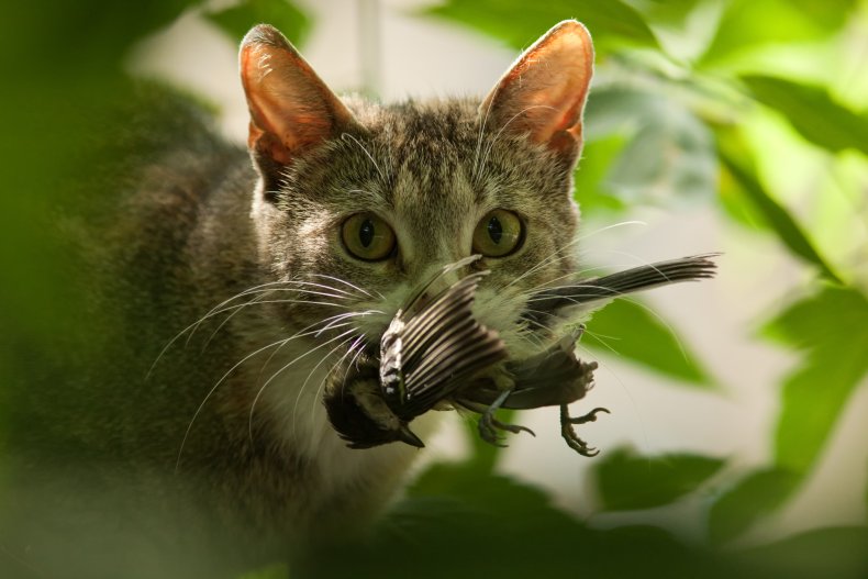 A cat with bird in its mouth.