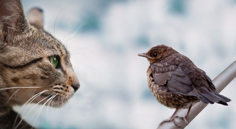 A cat staring at a bird.