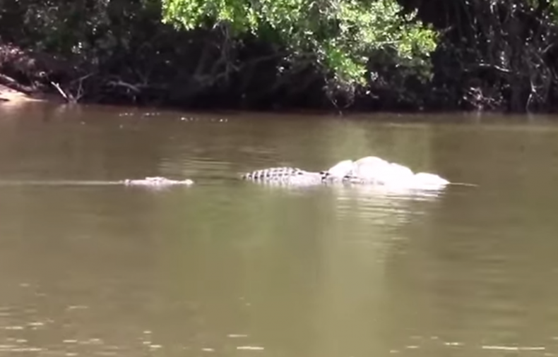 crocodile