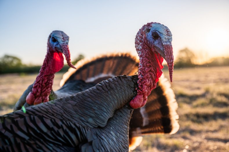 Birds Killed in South Dakota