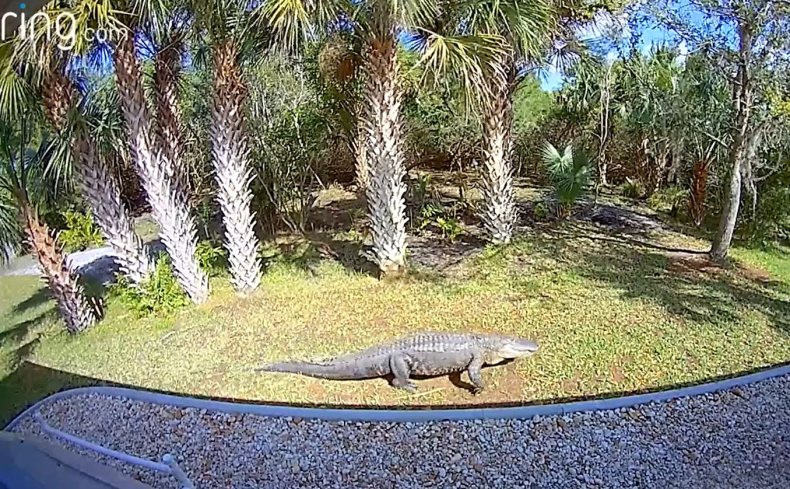 Alligator in Florida backyard