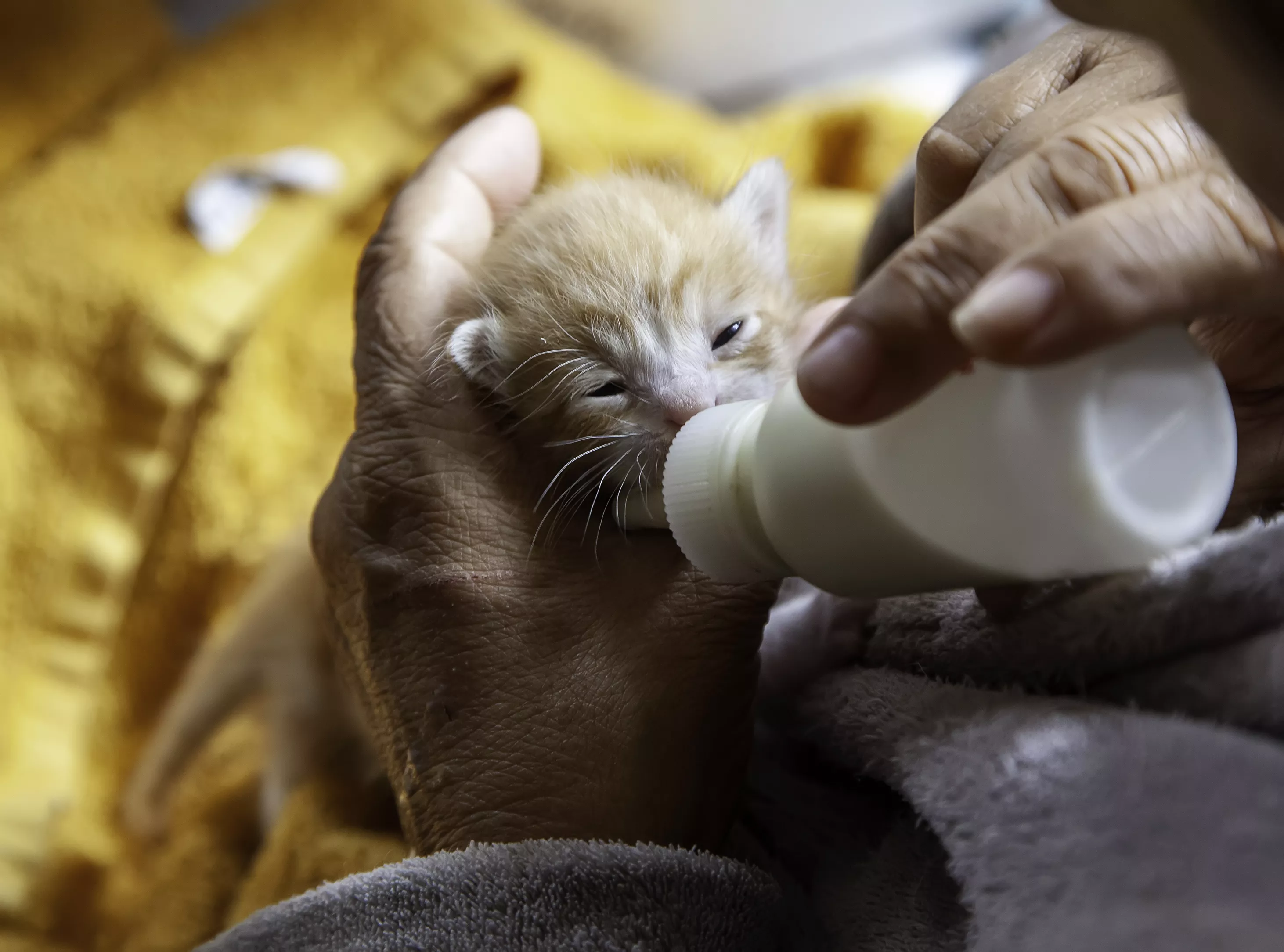 Three-Eyed Kitten Breaks Hearts Online After Euthanization: "Loved Him" - Vimarsana News