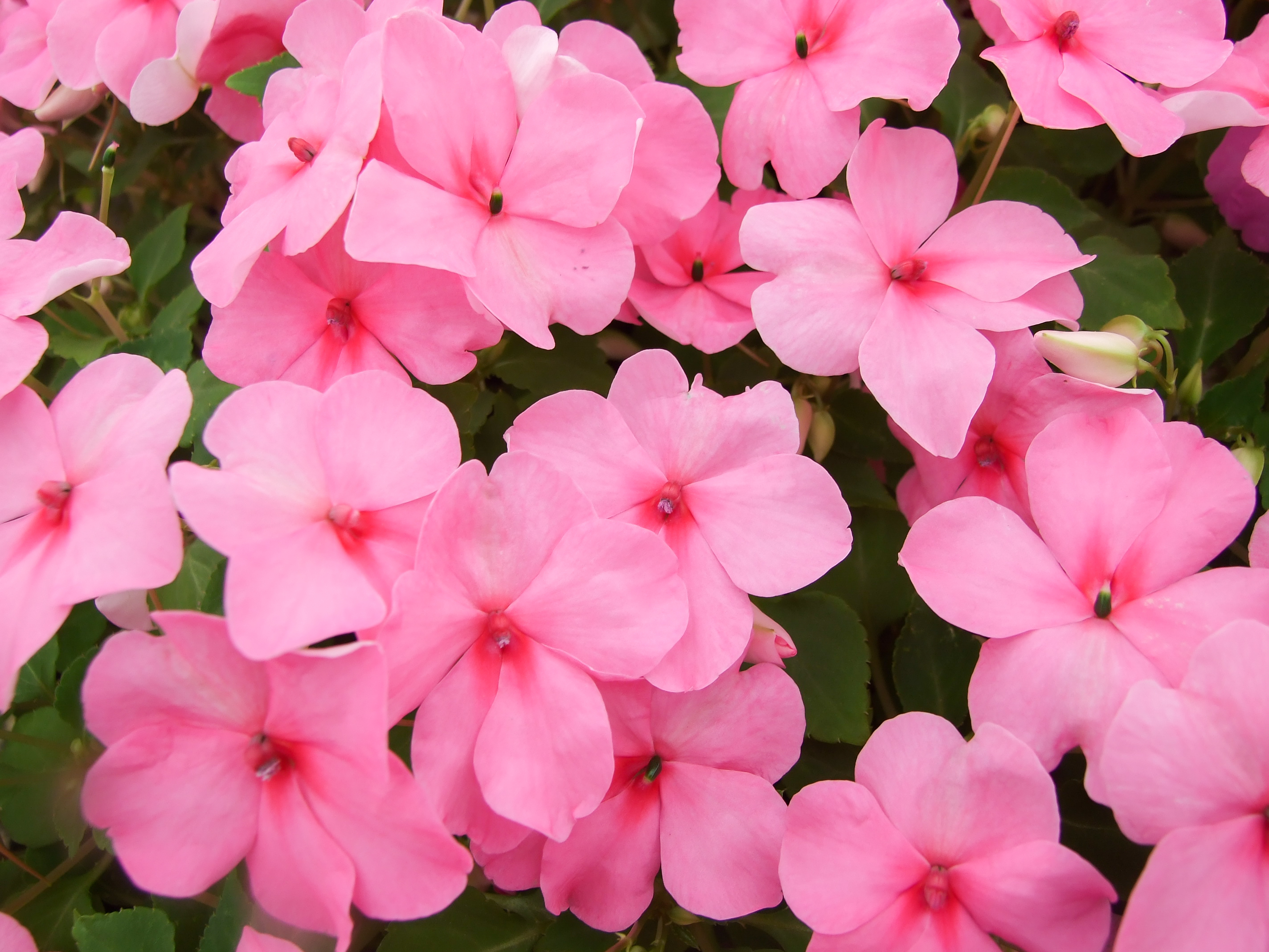 17 Flowers That Grow in the Shade for Your Tree-Lined Garden