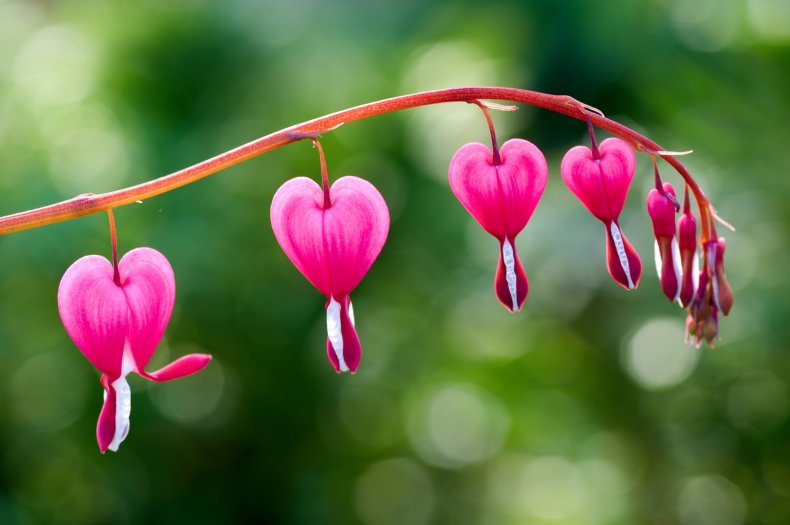 Bleeding heart flowers on a branch.