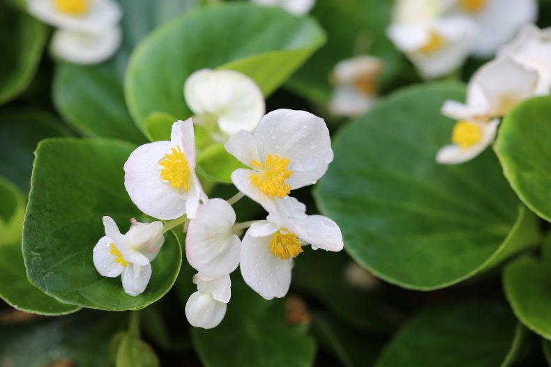 White flowers on a begonia plant.