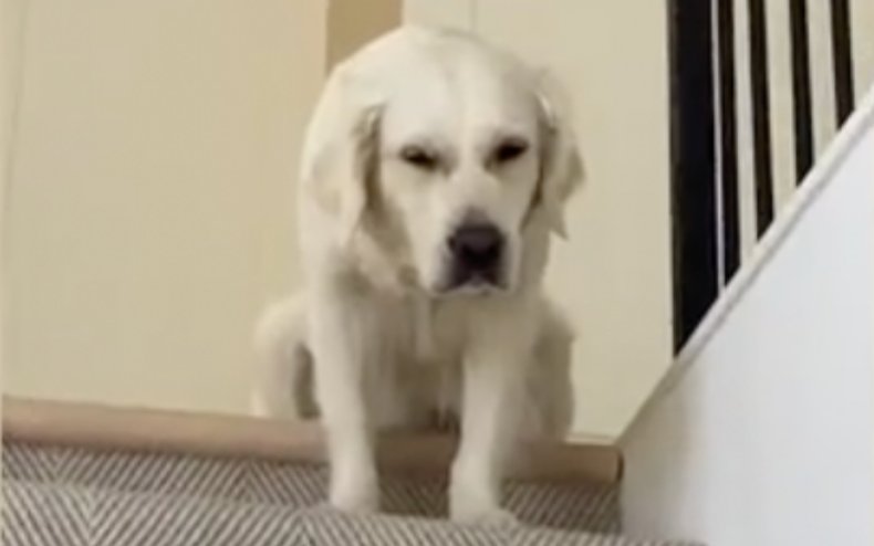 Lady the Golden Retriever.
