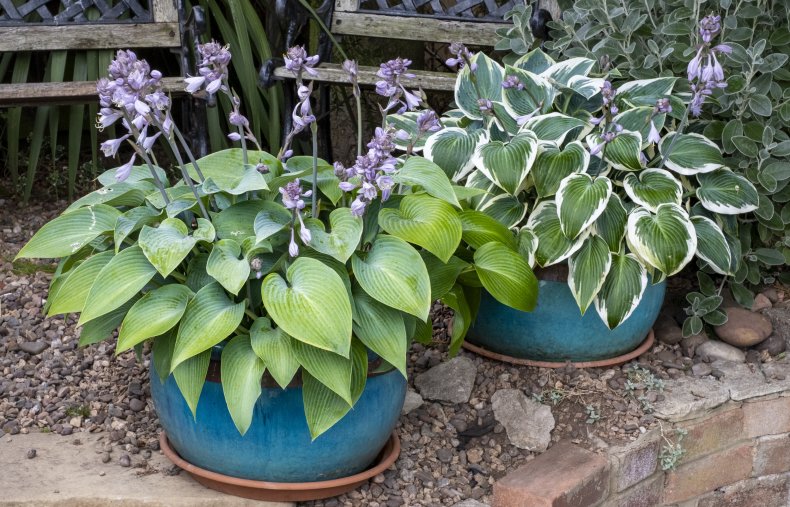 Pots of hosta plants in a garden.