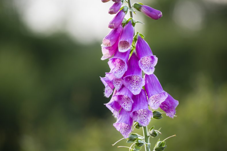 Purple foxglove flowers.