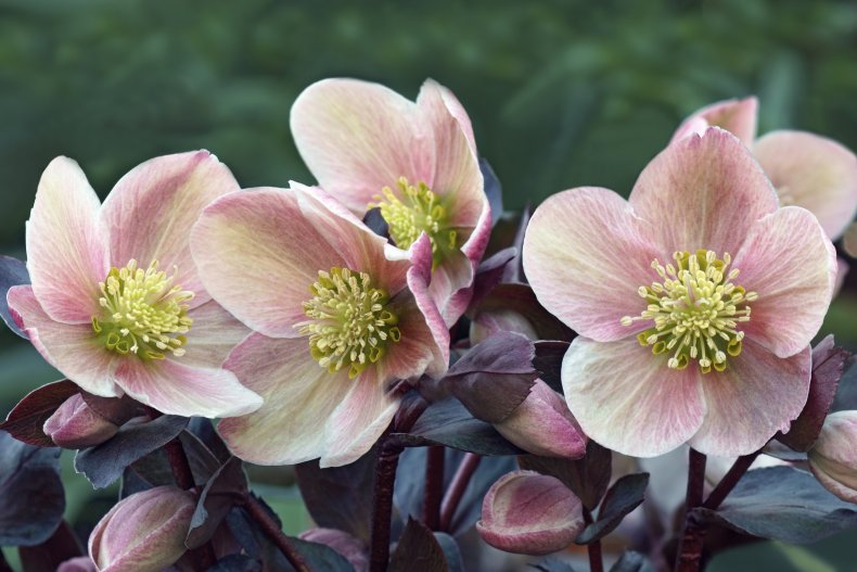 Lenten rose flowers.