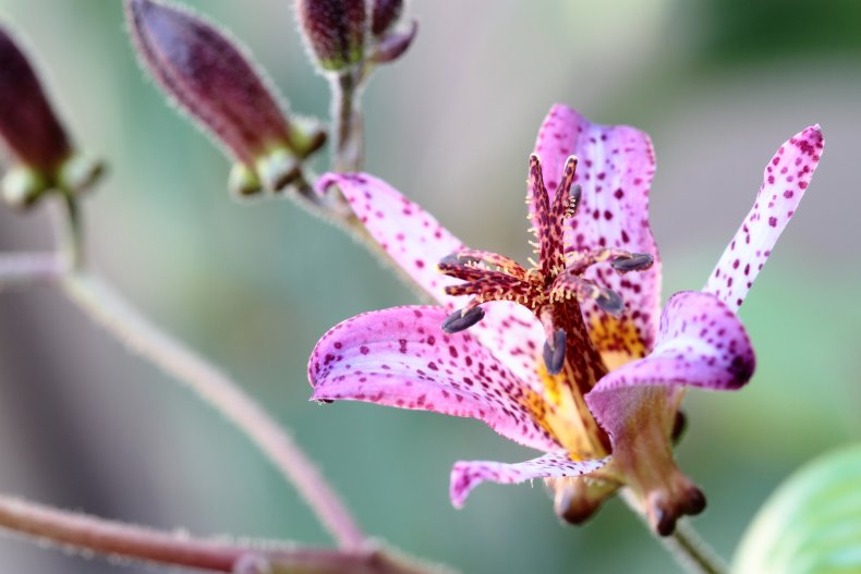 A close-up of a toad lily flower. 