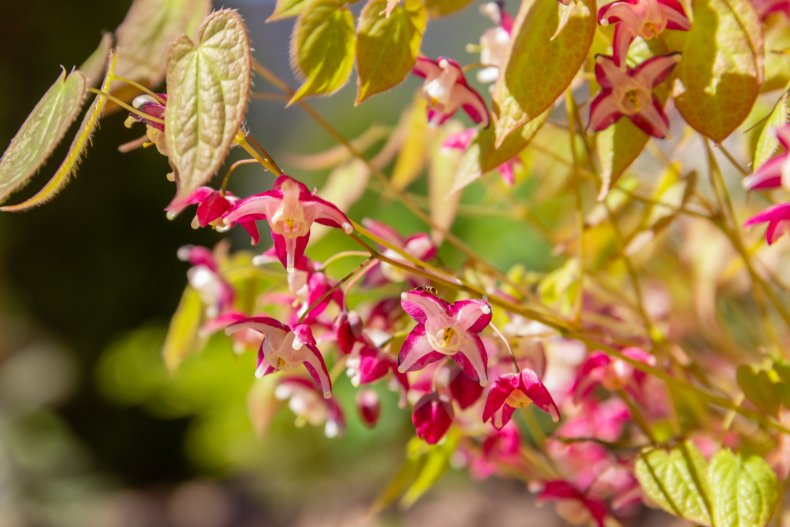 A view of epimedium flowers.