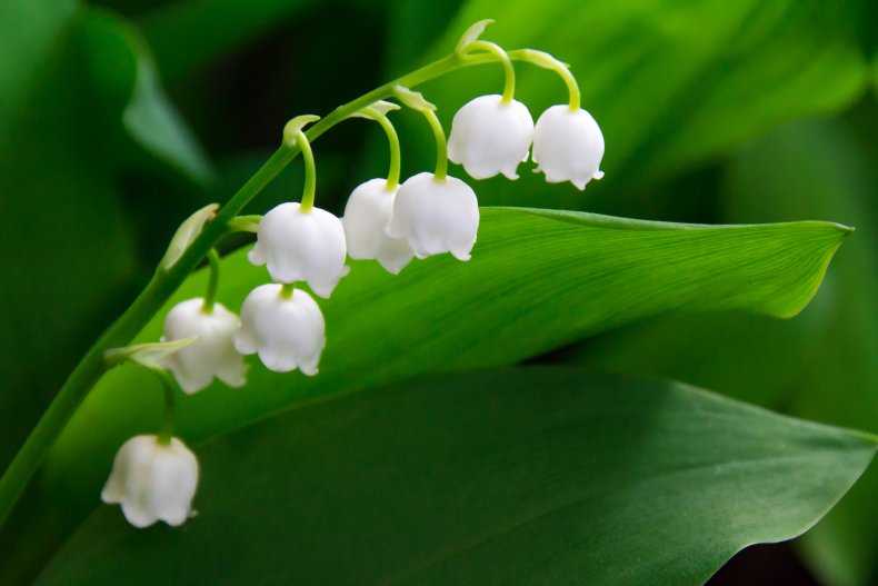 A lily of the valley flower.